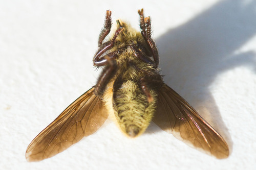 Mallophora fautrix