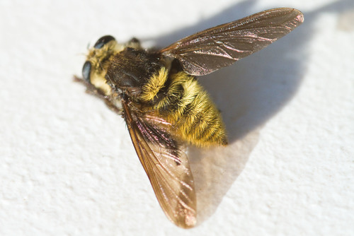 Mallophora fautrix