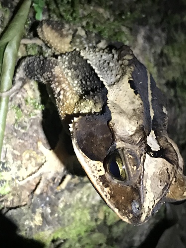 Mountain Toad
