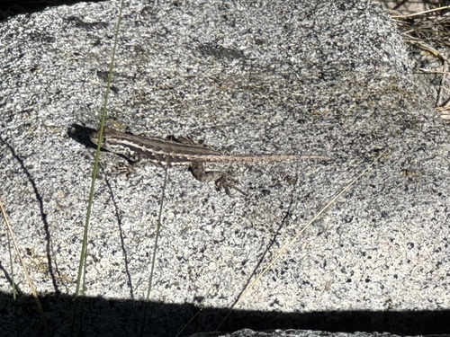 iNaturalist observation photo of Common Sagebrush Lizard