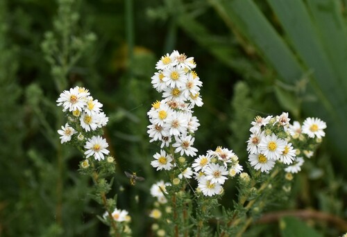 Symphyotrichum falcatum