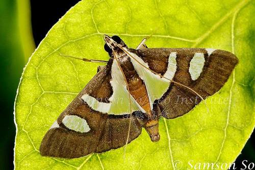 Glyphodes bicolor (Swainson)