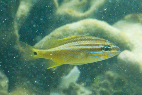 White Grunt