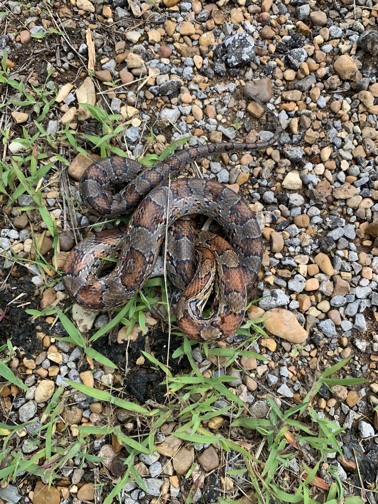 Corn Snake from 23 Melvin Ln, Starkville, MS, US on June 08, 2019 at 02 ...