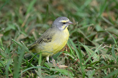 Yellow-fronted Canary