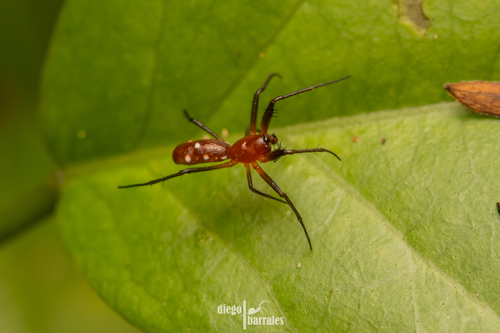 Micrathena funebris