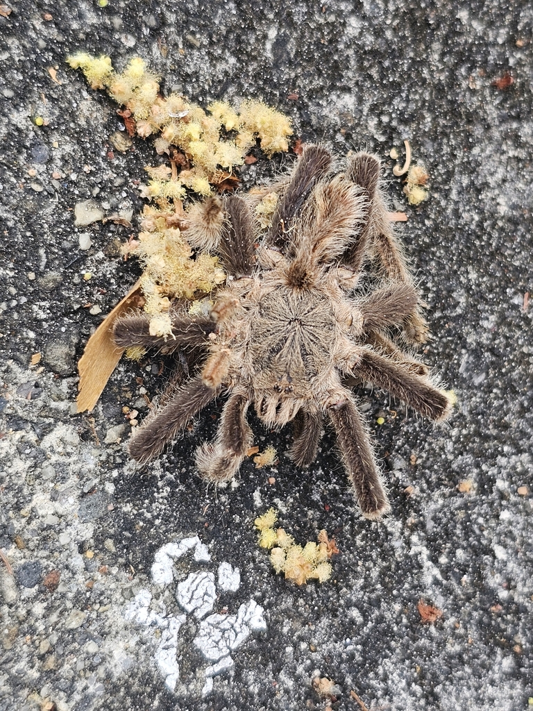 Singapore Brown Tarantula (Coremiocnemis valida) · iNaturalist