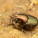 Green-bronze Dung Beetle - Photo (c) Clarence Holmes, all rights reserved