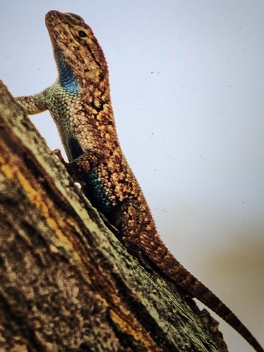 iNaturalist observation photo of Great Basin Fence Lizard