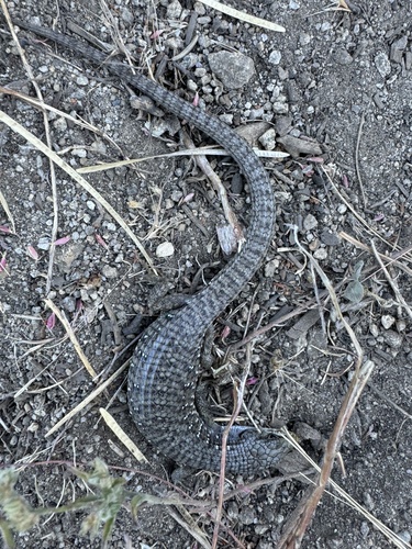 iNaturalist observation photo of Northern Alligator Lizard