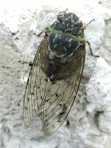 Hyalessa obnubila