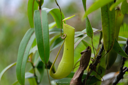 Nepenthes gracilis Korth.