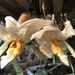 Stanhopea × lewisae - Photo 由 dennis_medina 所上傳的 (c) dennis_medina，保留所有權利