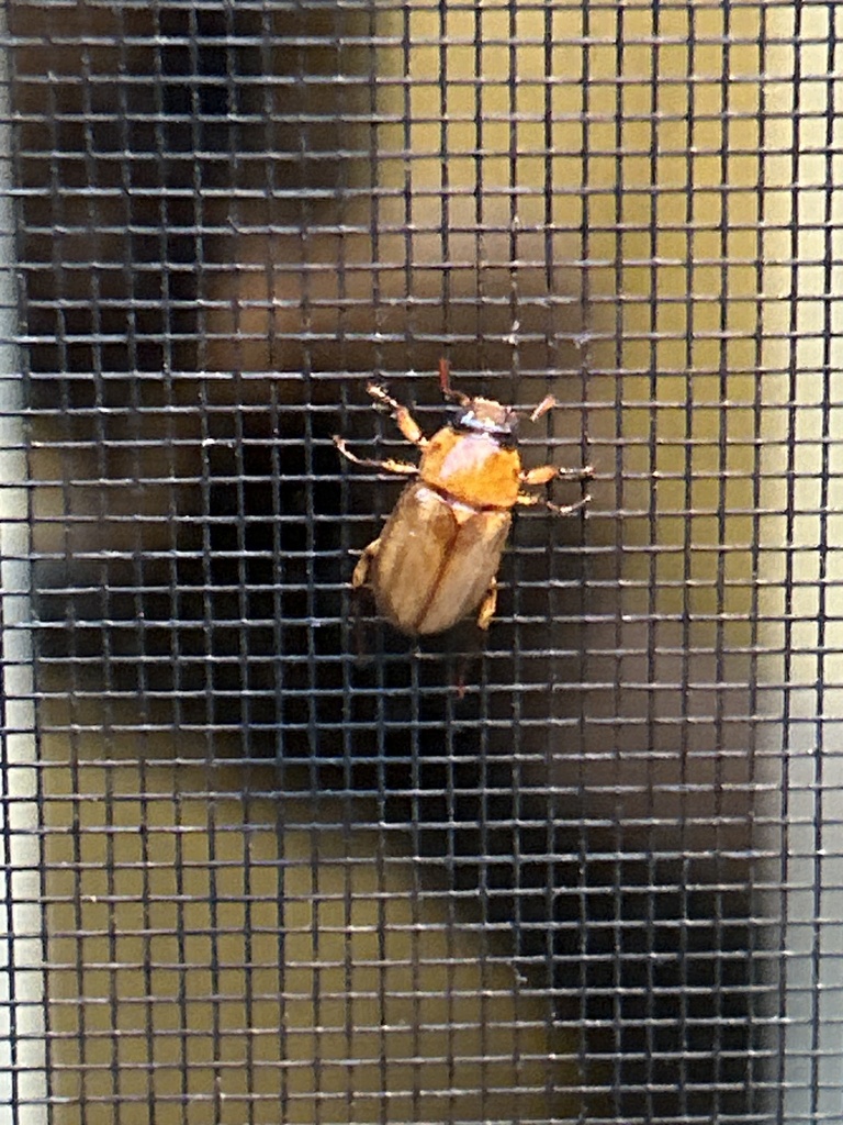 Southern Masked Chafer from Thornbrook Rd, Ellicott City, MD, US on ...