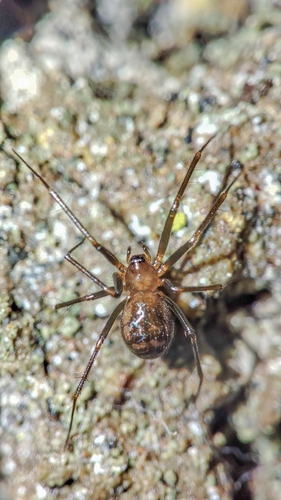 Turinyphia cavernicola