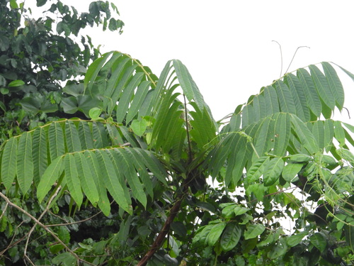Cleistopholis patens