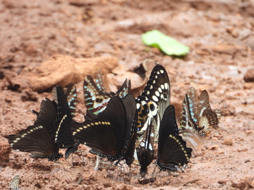 Papilio nireus nireus