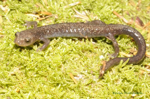 Cheat Mountain Salamander