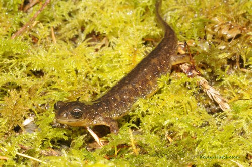 Southern Torrent Salamander