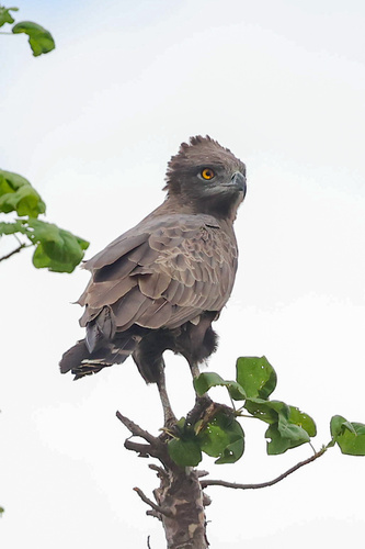 Brown Snake-Eagle