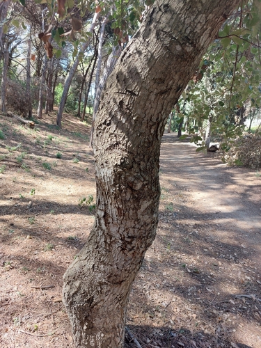 Quercus × morisii