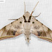 Common Gliding Hawkmoth - Photo (c) Natthaphat Chotjuckdikul, all rights reserved, uploaded by Natthaphat Chotjuckdikul