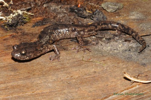Wandering Salamander
