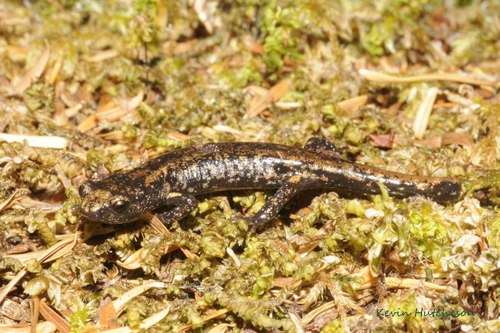 Clouded Salamander