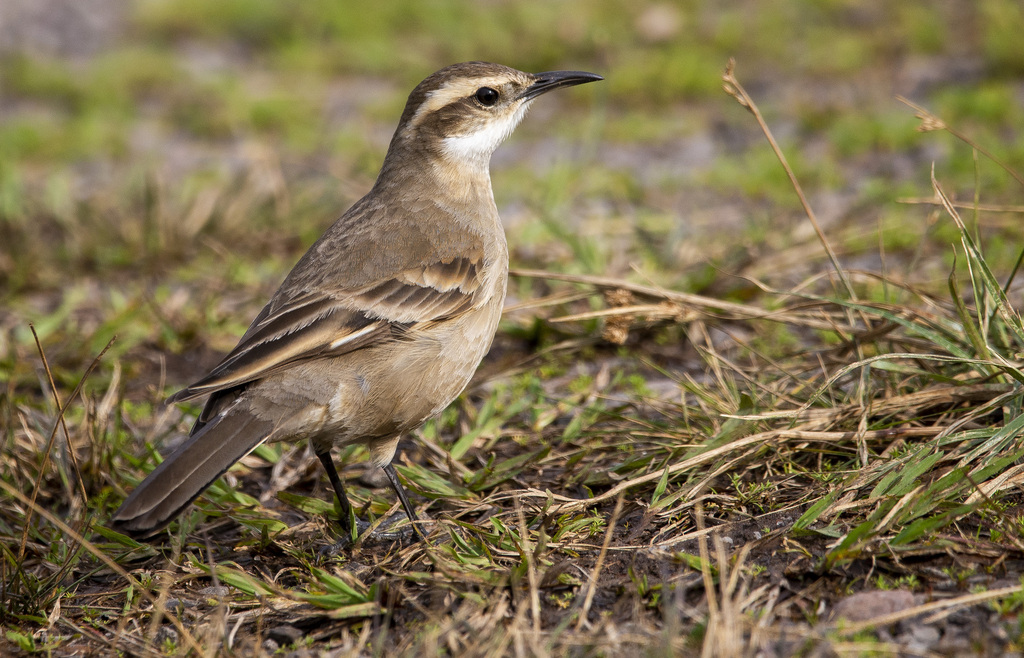 Long-tailed Cinclodes photo
