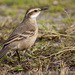 Long-tailed Cinclodes - Photo (c) Leandro Malta Borges, all rights reserved, uploaded by Leandro Malta Borges