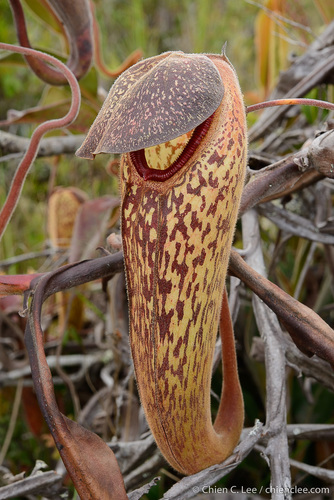 Nepenthes klossii