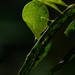 Eulophophyllum lobulatum - Photo (c) Chien Lee, todos los derechos reservados, uploaded by Chien Lee