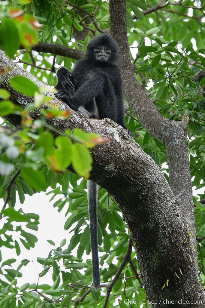 Sarawak Surili (Presbytis chrysomelas)