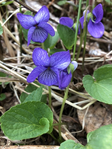 Aleutian violet (Viola langsdorffii)