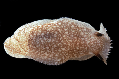 Pleurobranchaea californica MacFarland, 1966