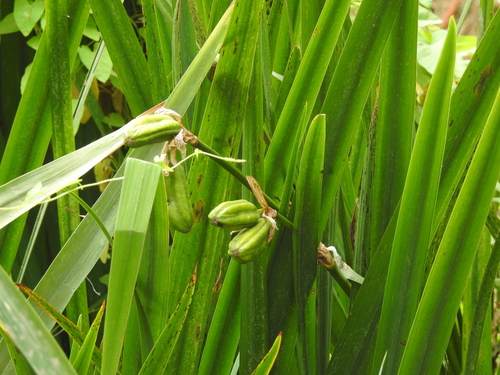 Avistamiento Lirio amarillo (Iris pseudacorus, Mezquita)