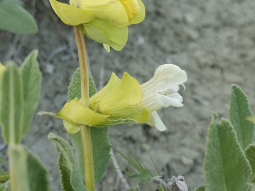 Lake Van Sage (Salvia kronenburgii)