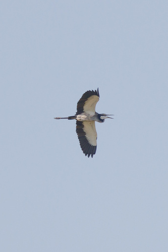 Black-headed Heron