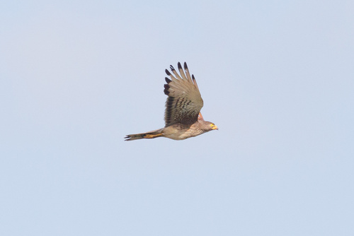 Grasshopper Buzzard