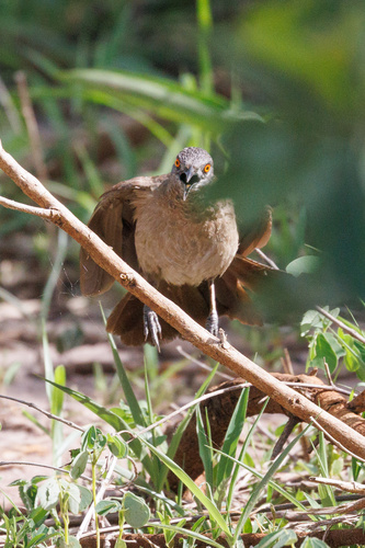 Brown Babbler