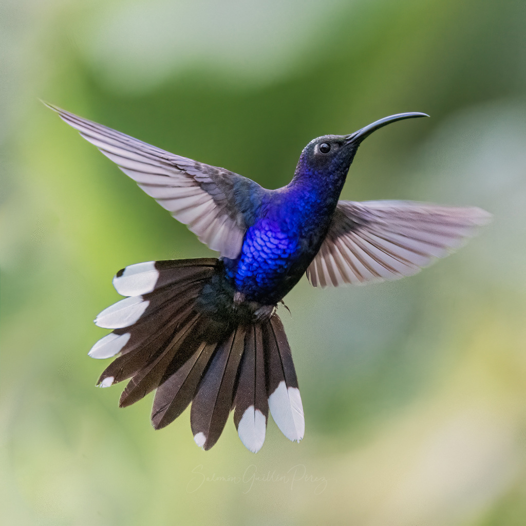 Violet Sabrewing (Campylopterus hemileucurus)