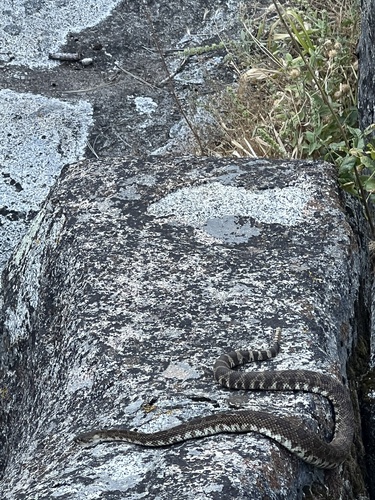 iNaturalist observation photo of Western Rattlesnake