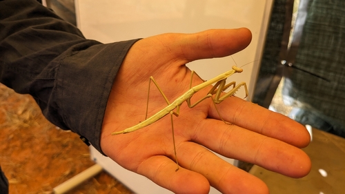 Mallee Grass Mantis