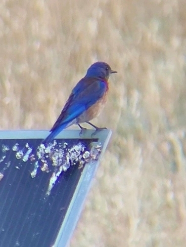 iNaturalist observation photo of Western Bluebird