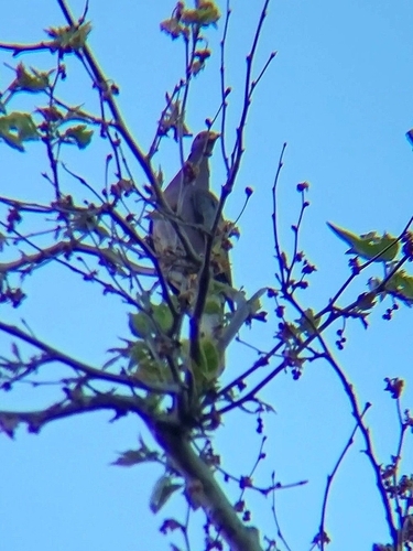 iNaturalist observation photo of Band-tailed Pigeon
