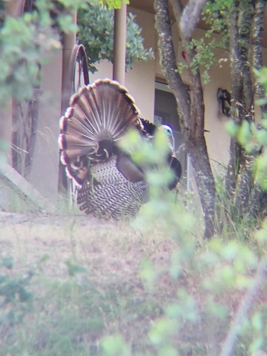 iNaturalist observation photo of Wild Turkey