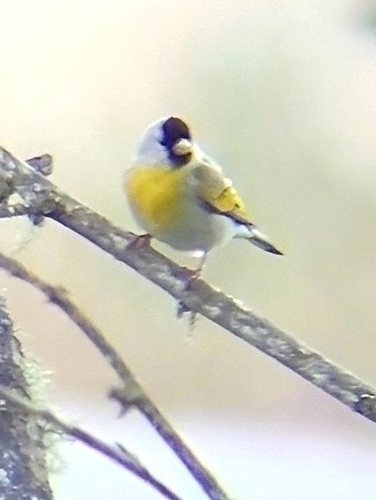 iNaturalist observation photo of Lawrence's Goldfinch