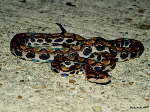 Western Rainbow Boa