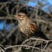Icelandic Redwing - Photo (c) Chris McCreedy, all rights reserved, uploaded by Chris McCreedy