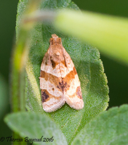 Garden Tortrix